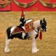ad-astra-luxury-lifestyle-magazine-olympia-christmas-international-horse-show